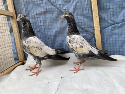 Teddy young pair