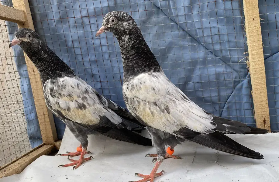 Teddy young pair — photo 2