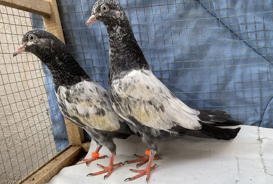 Teddy young pair — photo 3