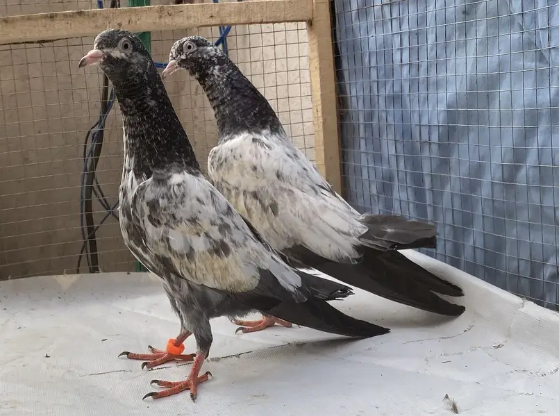 Teddy young pair — photo 4