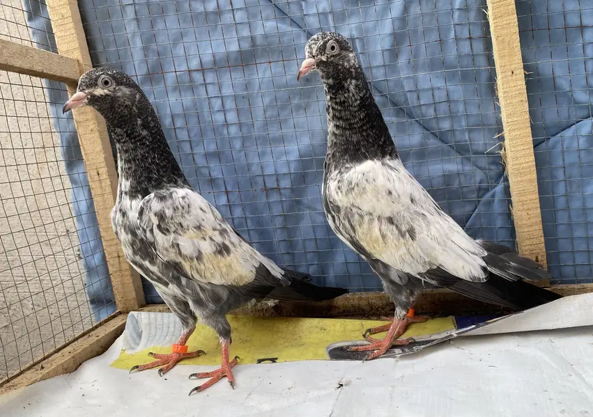 Teddy young pair — photo 5