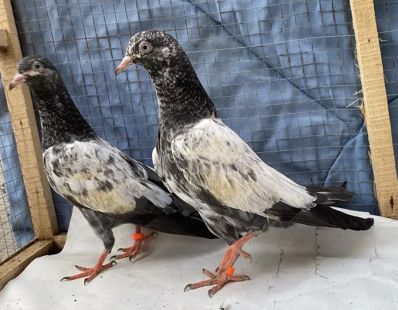 Teddy young pair — photo 6