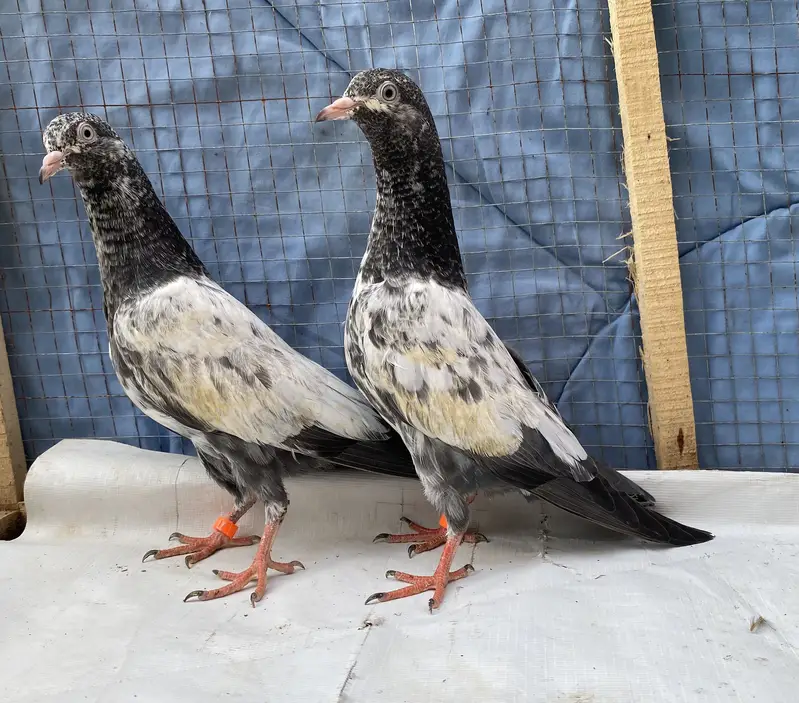 Teddy young pair — photo 7