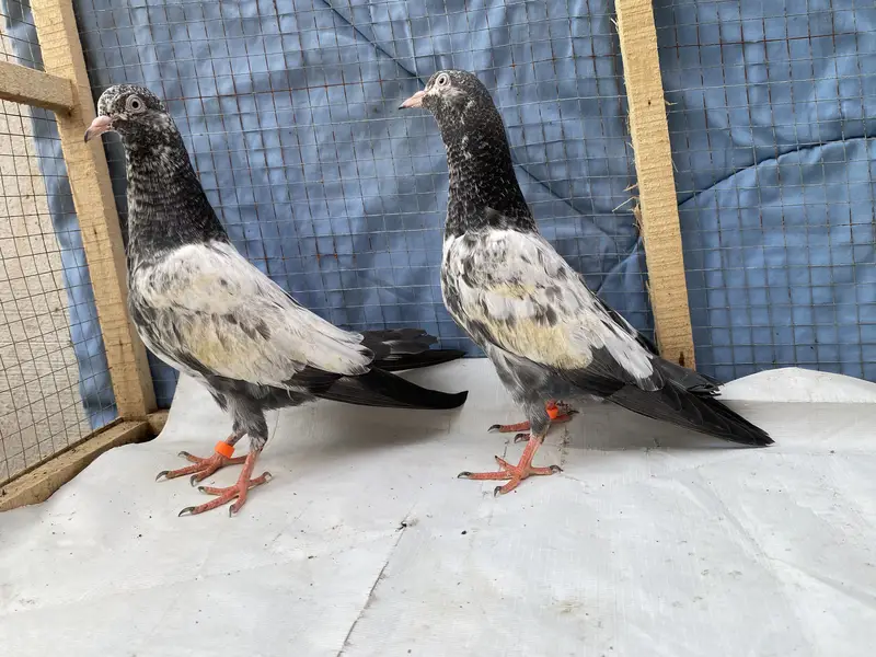Teddy young pair — photo 8