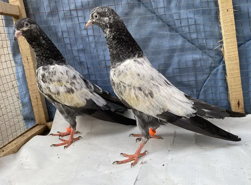 Teddy young pair — photo 9