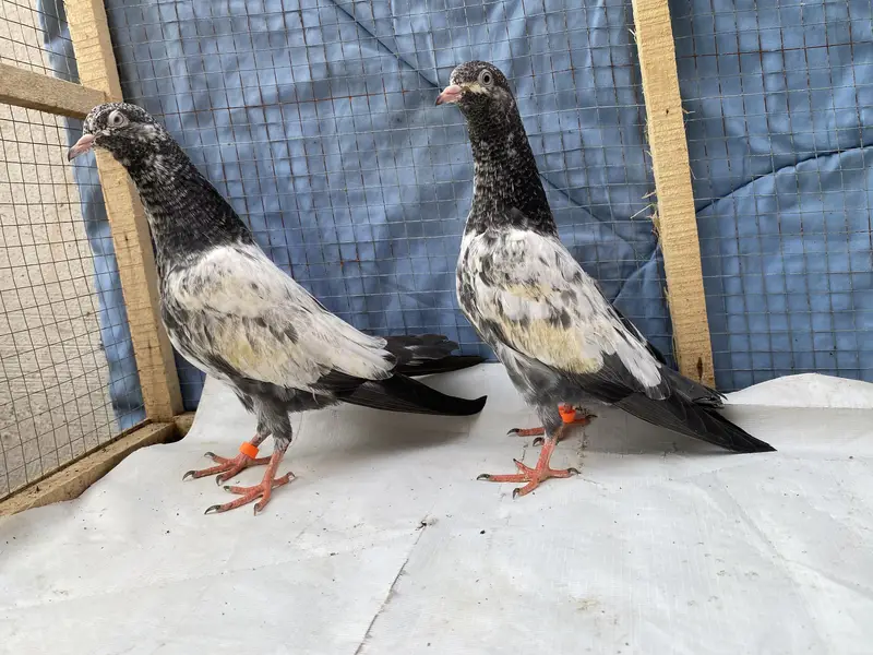 Teddy young pair — photo 10