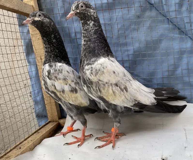 Teddy young pair — photo 11