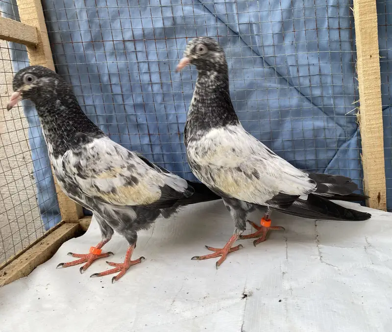 Teddy young pair — photo 12