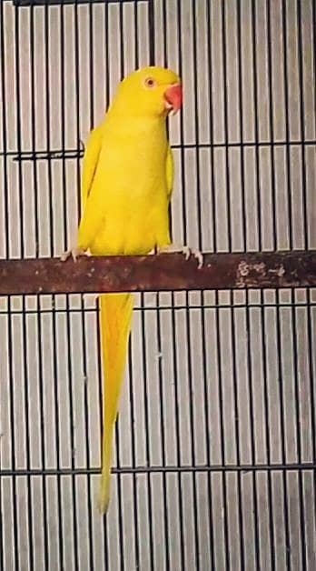 Breader female for sale 03143275503