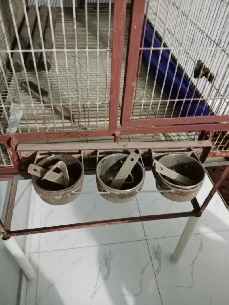 Giant Parrots Cage — photo 6