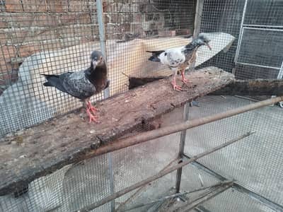 golden high fly pigeons 600 per