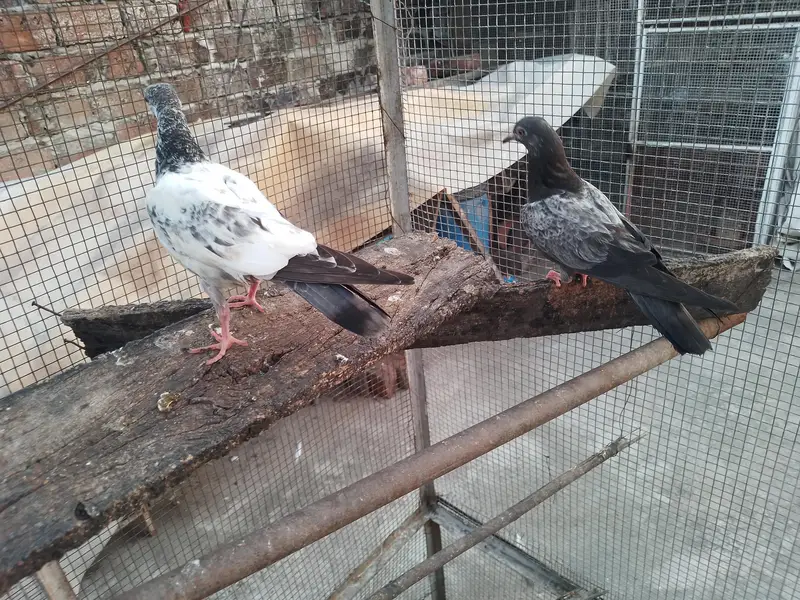golden high fly pigeons 600 per — photo 2
