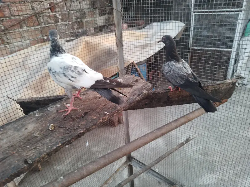 golden high fly pigeons 600 per — photo 3