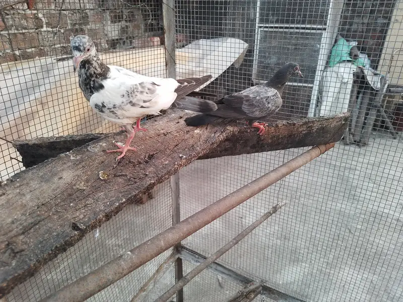 golden high fly pigeons 600 per — photo 4