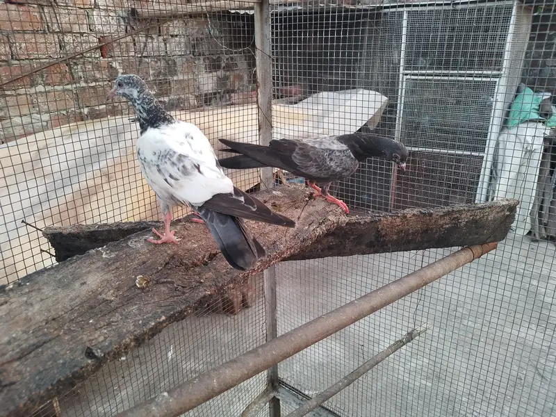 golden high fly pigeons 600 per — photo 5