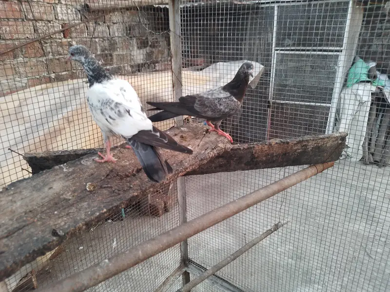golden high fly pigeons 600 per — photo 6