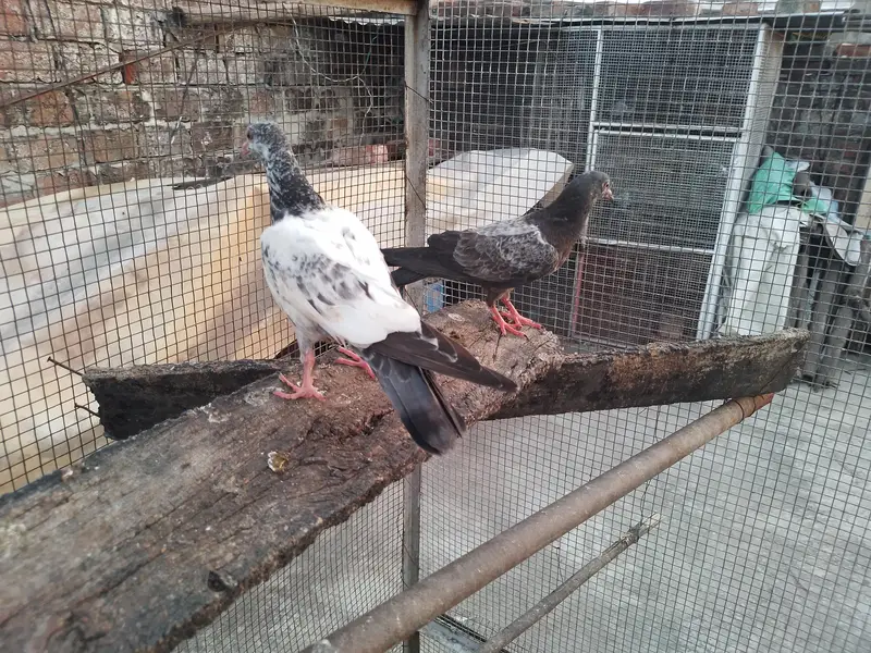 golden high fly pigeons 600 per — photo 7