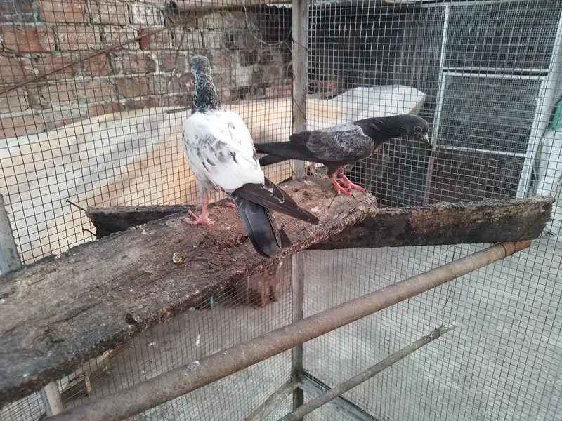 golden high fly pigeons 600 per — photo 8