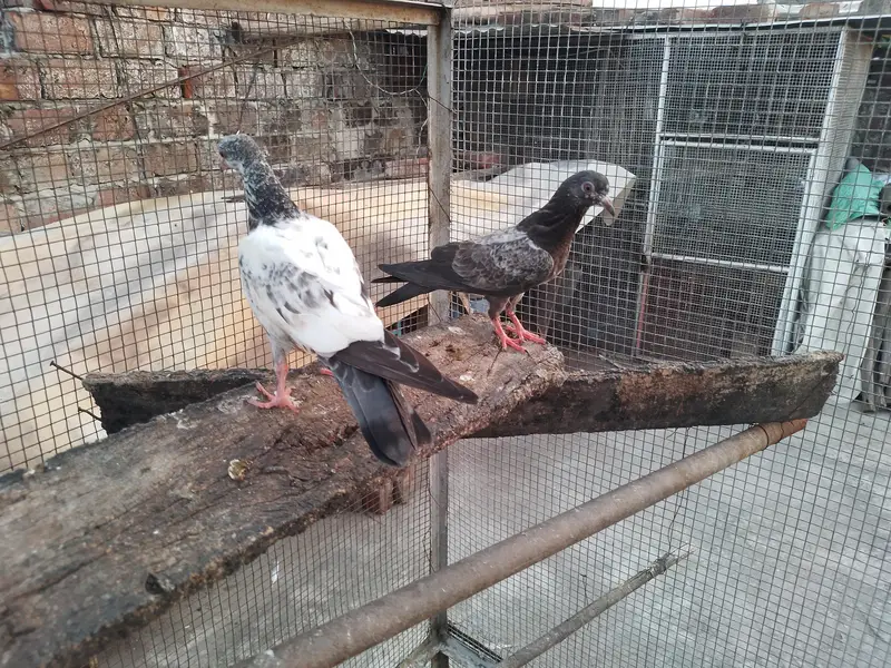 golden high fly pigeons 600 per — photo 9
