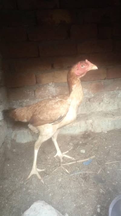 zabardast Aseel madi and Golden egg laying