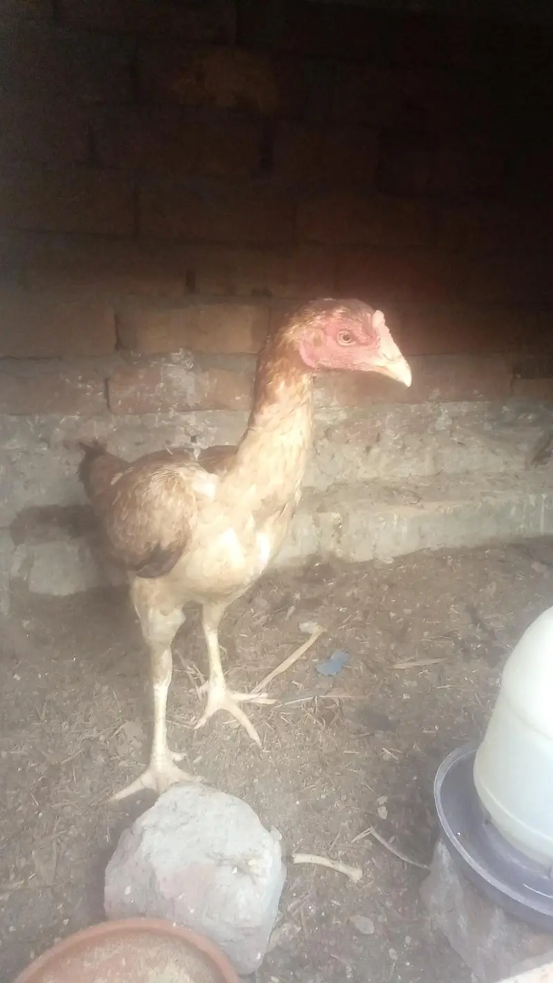 zabardast Aseel madi and Golden egg laying — photo 2