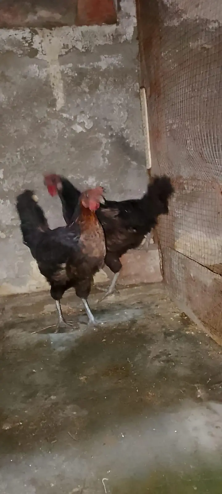 zabardast Aseel madi and Golden egg laying — photo 4