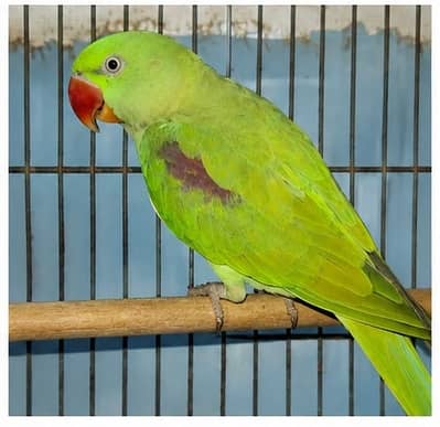Talking Alexandrine Parrot for Sale