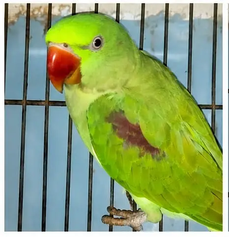 Talking Alexandrine Parrot for Sale — photo 2