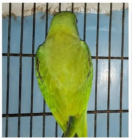 Talking Alexandrine Parrot for Sale — photo 3