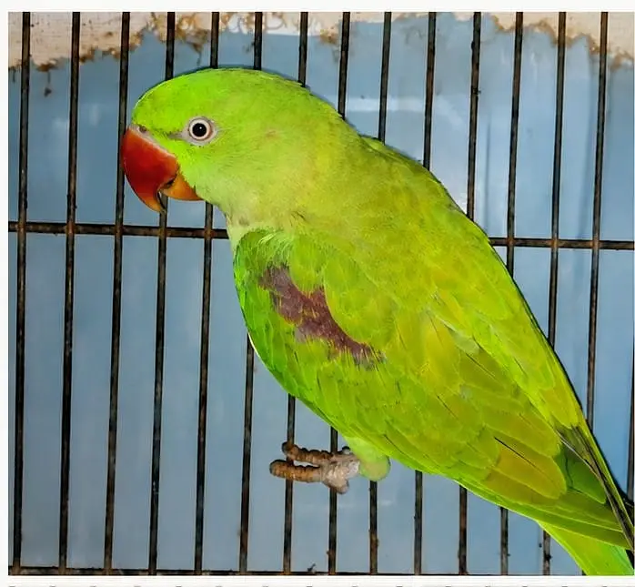 Talking Alexandrine Parrot for Sale — photo 4