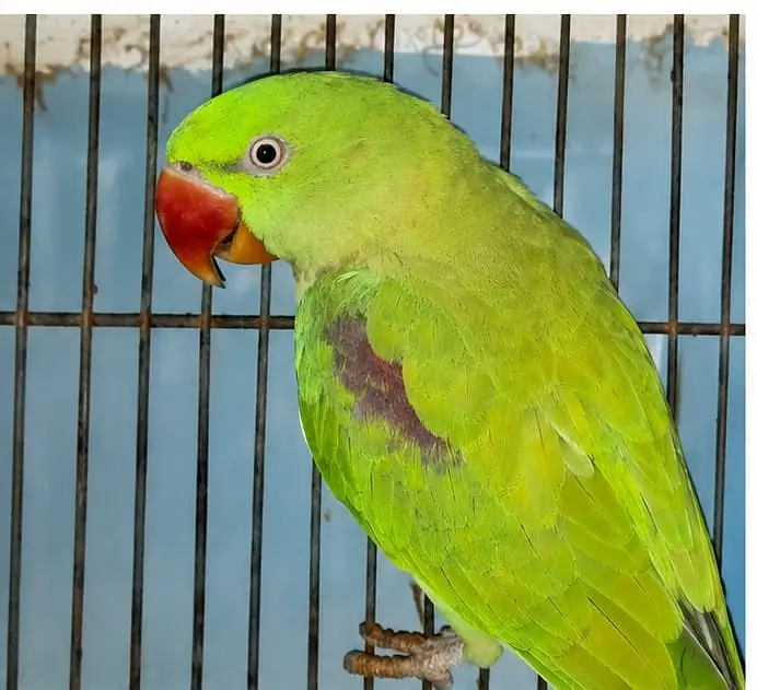 Talking Alexandrine Parrot for Sale — photo 5