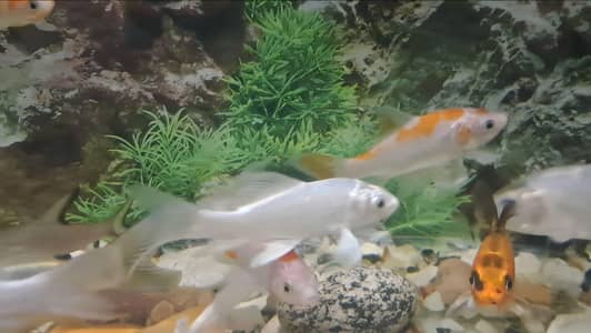Fishes For Sale (Diamond Carp and Shipping)