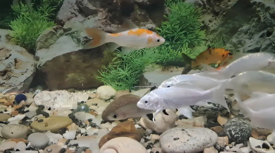 Fishes For Sale (Diamond Carp and Shipping) — photo 2