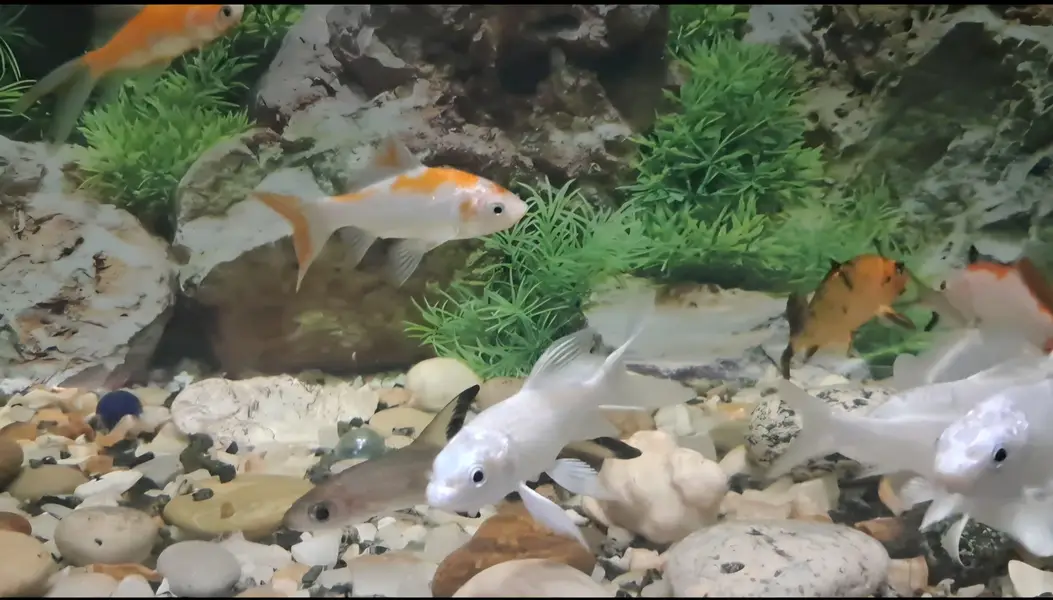 Fishes For Sale (Diamond Carp and Shipping) — photo 3