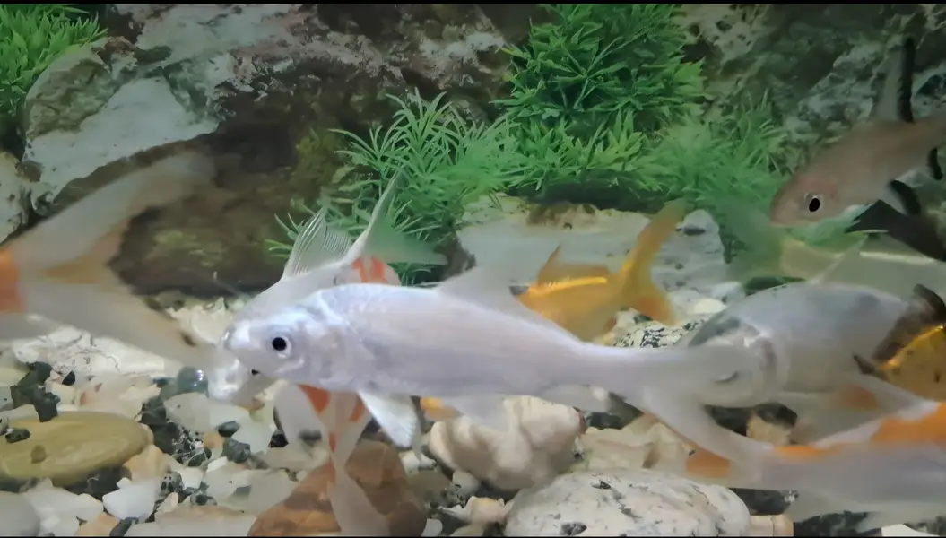 Fishes For Sale (Diamond Carp and Shipping) — photo 5