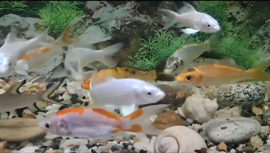 Fishes For Sale (Diamond Carp and Shipping) — photo 6