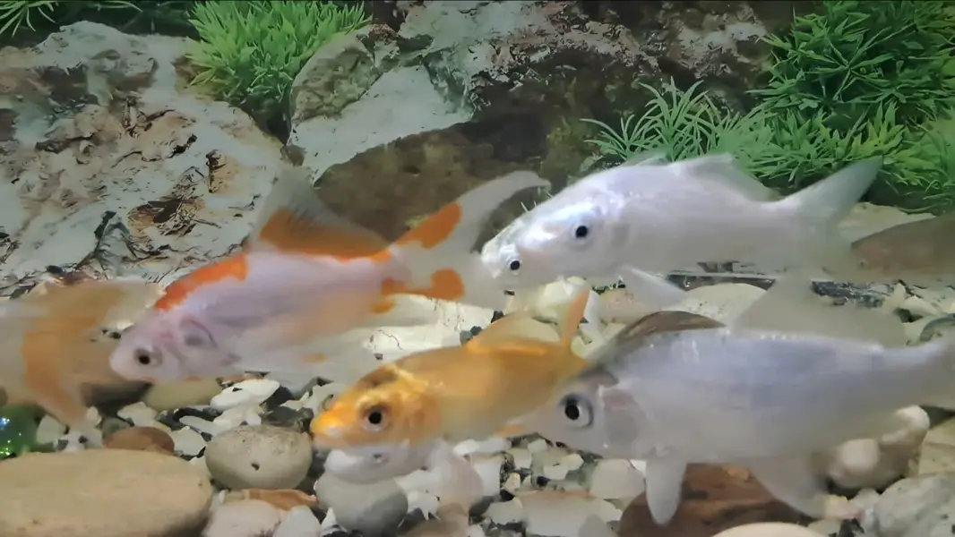 Fishes For Sale (Diamond Carp and Shipping) — photo 8