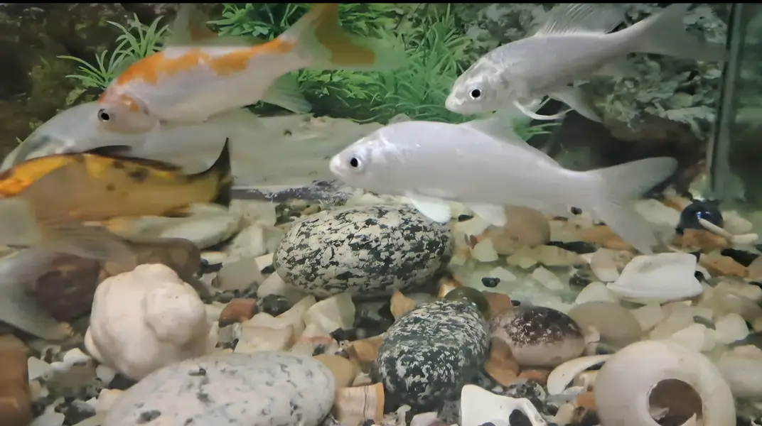 Fishes For Sale (Diamond Carp and Shipping) — photo 9