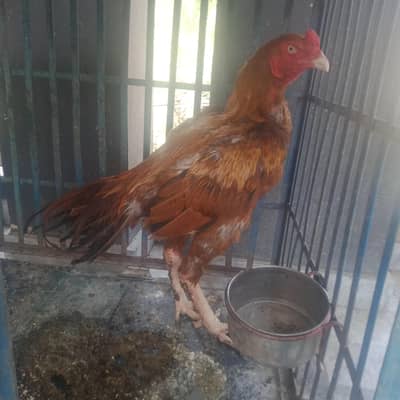 Aseel shamo  hen