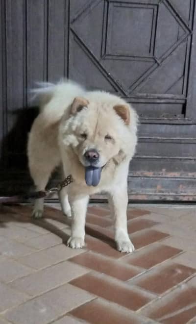 Simba Chow Chow