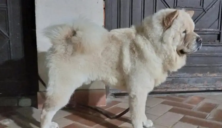 Simba Chow Chow — photo 2