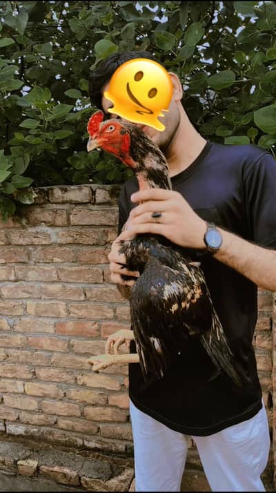 Quality Sawa Aseel bird