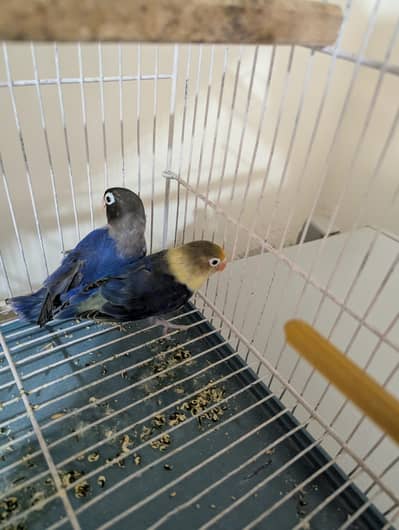 Lovebirds for sale