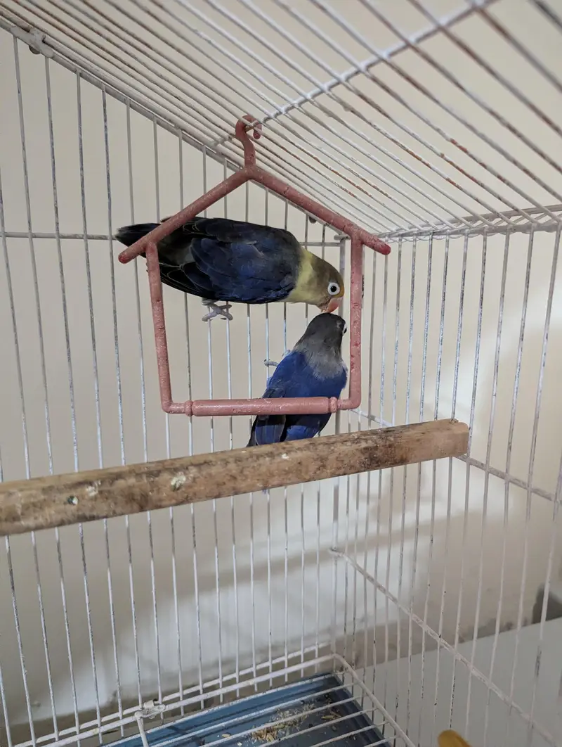 Lovebirds for sale — photo 2