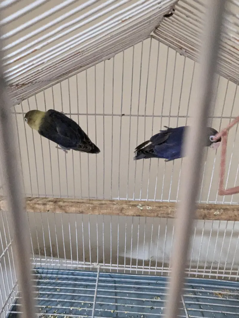 Lovebirds for sale — photo 3
