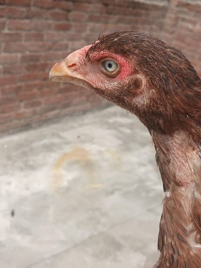 pure aseel murgi for sale healthy laying egg available