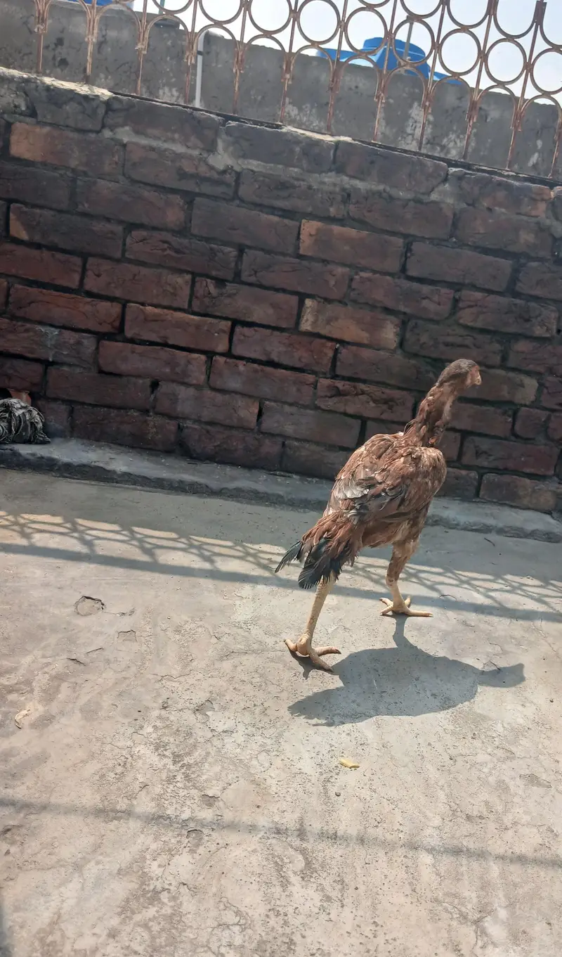 pure aseel murgi for sale healthy laying egg available — photo 2