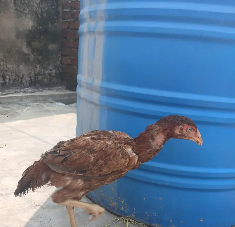pure aseel murgi for sale healthy laying egg available — photo 3