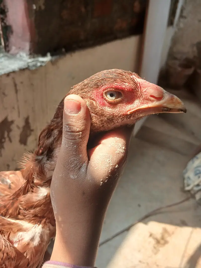pure aseel murgi for sale healthy laying egg available — photo 4