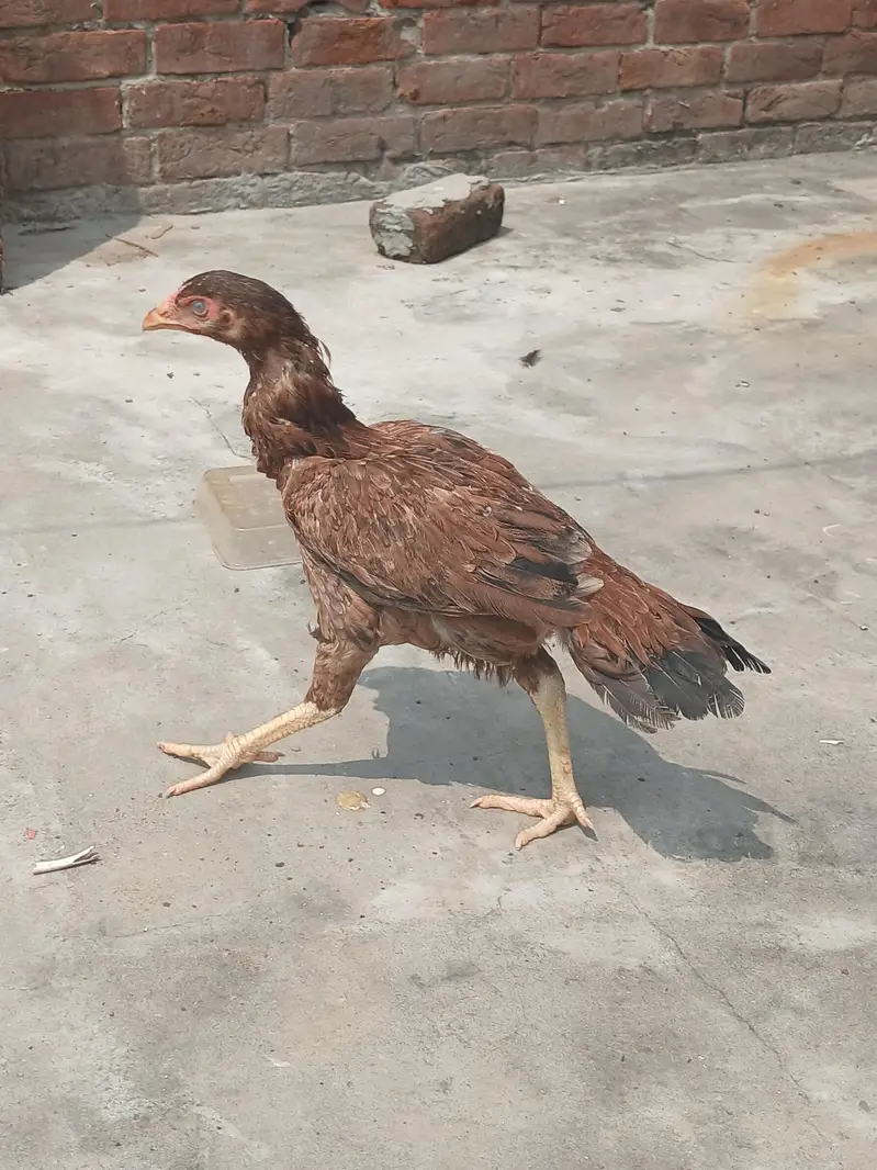 pure aseel murgi for sale healthy laying egg available — photo 5